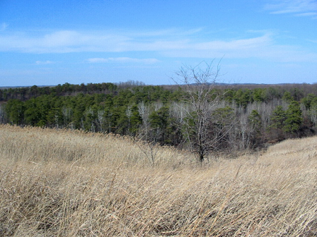 Some Of The Condemned Pine Bush