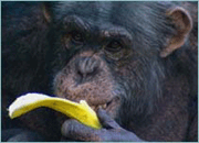 This Chimp Does Not Live In Albany