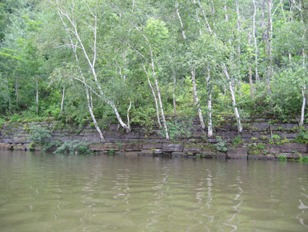 Birch Trees Grow From An Ancient Wall Near Lock 17