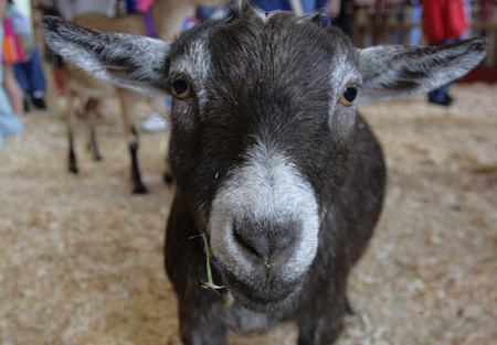 Innocent Goat
