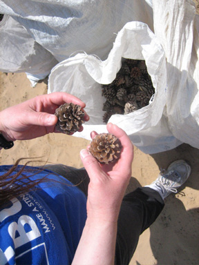Bags Of Open Pinecones