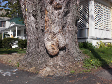 The tree