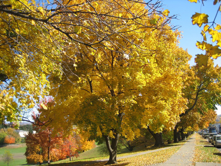 Maple Trees Along Morton Avenue