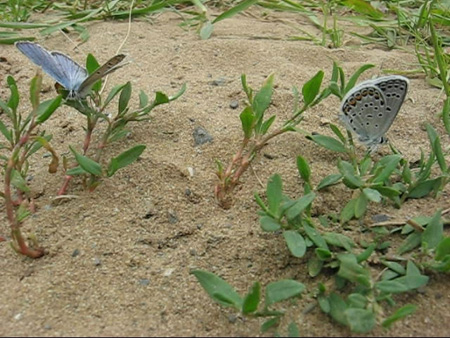 Increasingly Rare Karner Blue Butterflies {Photo Grace Nichols