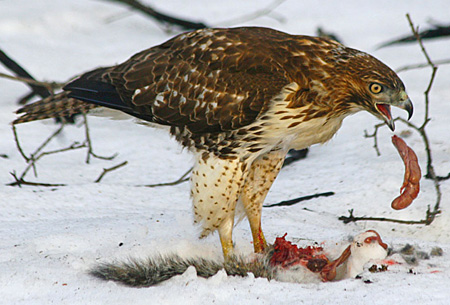 what do red tail hawks eat f f info 2017 what do red tail hawks eat f f info 2017