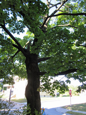 Our Tree In Warm Weather