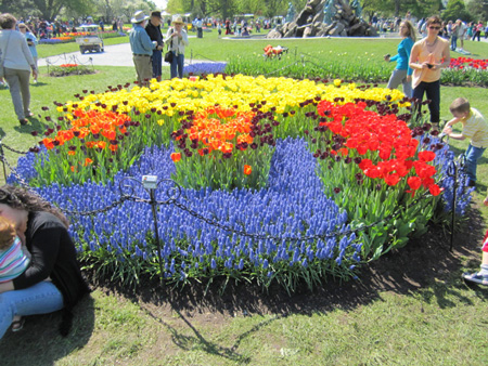 Tulips in Washington Park