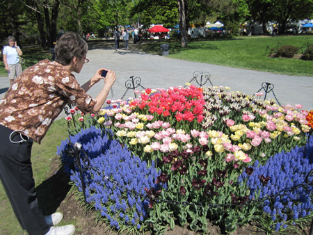 Tulips in Washington Park