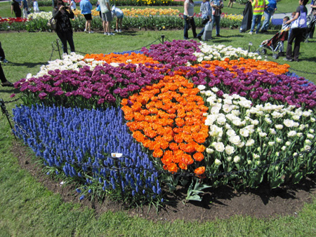 Tulips in Washington Park