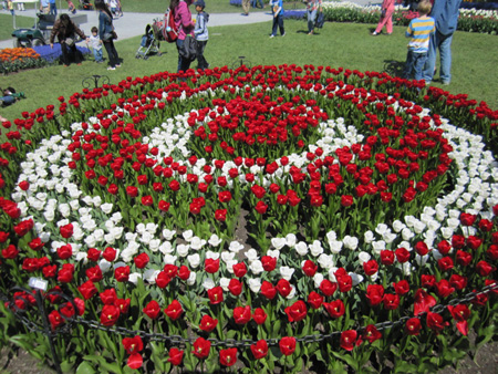 Tulips in Washington Park