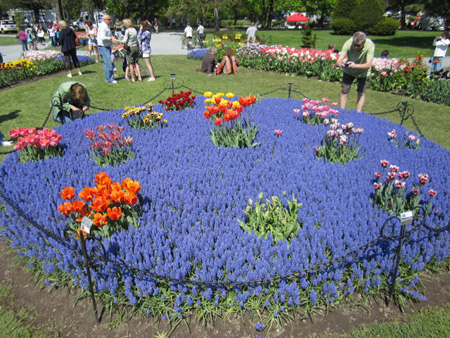 Tulips in Washington Park