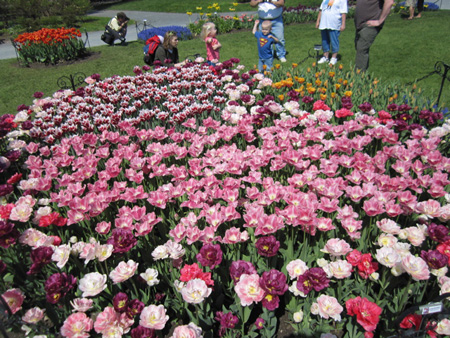 Tulips in Washington Park