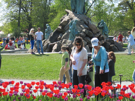 Tulips in Washington Park