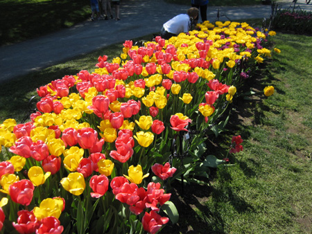 Tulips in Washington Park