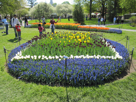 Tulips in Washington Park