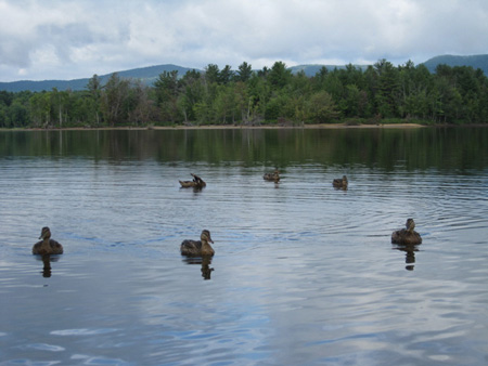 Ducks Attack On Great Lake Sacandaga