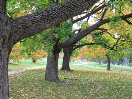 Lincoln Park, Late October 2012