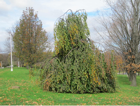 The Exotic Droopy Tree Today