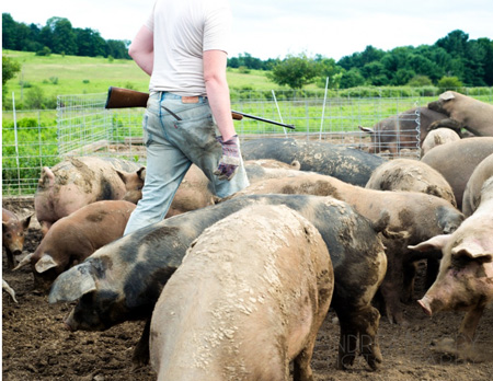 Selecting A Pig to Slaughter: That's How It's Done