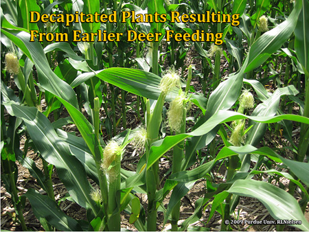 Corn Damaged By Deer (Purdue University)