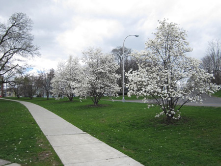 Lincoln Park Last April, Looking Toward My Street. Why Couldn't A Responsible Landlord Attract Good Tenants To My Neighborhood?