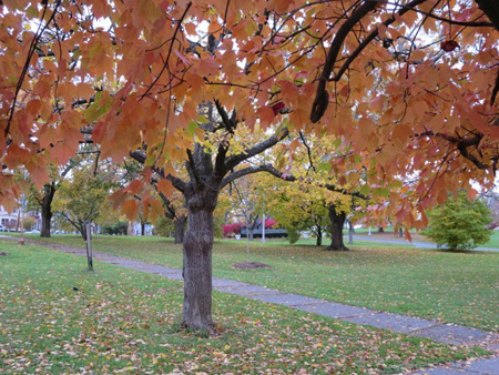 Lincoln Park This Past October, Looking Toward My Street