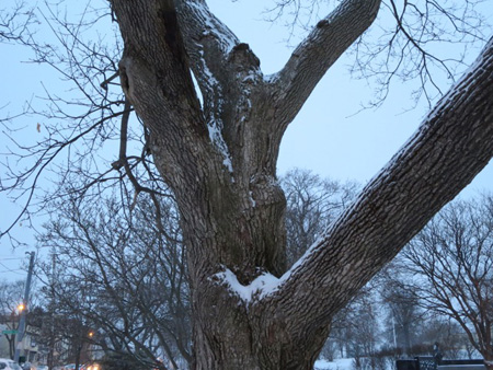 Tree, Lincoln Park, Dawn, Snow, January