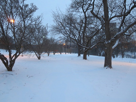 Trees In Lincoln Park, Dawn, January, Snow