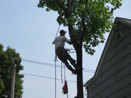 Cutting Down A Tree In My Neighborhood