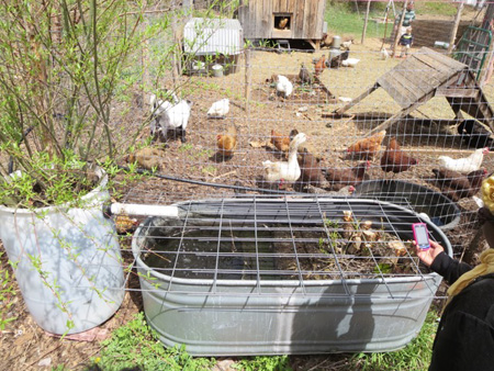 The Duckapoopalator In Action
