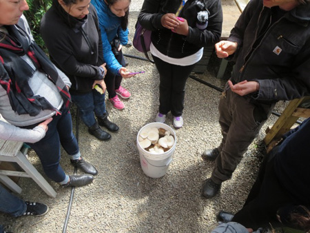 How To Farm Edible Mushrooms At Almost No Cost