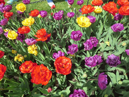 The Tulips Were Right On Target For The Tulip Festival This Year
