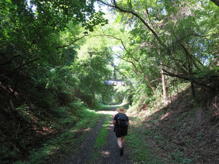 Shady Tunnels Of Green In This Section