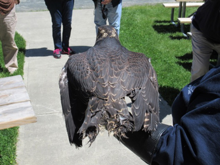 The Mangled Tail Feathers Of The Peregrine Falcon