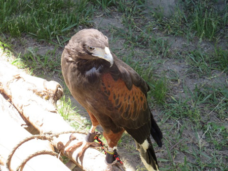 Don’t Know What Kind Of Hawk This Is But He Sure Is Beautiful