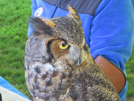 Great Horned Owl