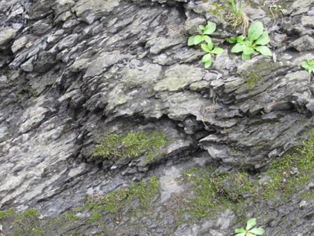 Closeup Of The Shale Cliffs On Peebles Island
