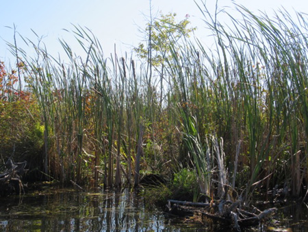 Marshy Shore Along Fish Creek