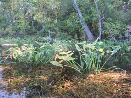 Summer In The Autumn