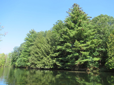 Suddenly, Pine Trees