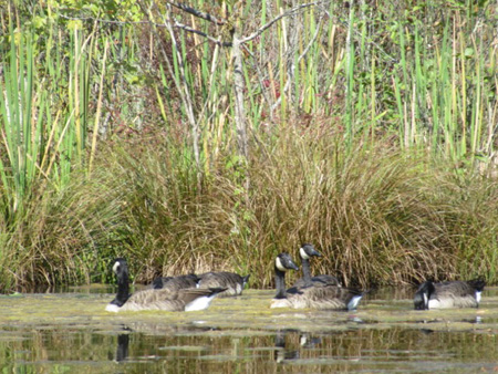 There Were Some Ducks...