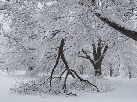 Big Branch Down In Lincoln Park