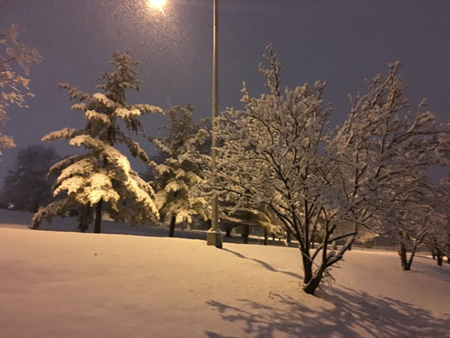 Magnolias And Pines In Lincoln Park