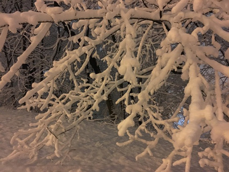 Branches, Lincoln Park