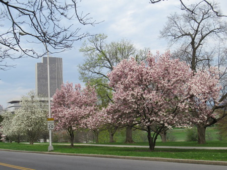 Magnolias In Bloom Along MLK Boulevard In Lincoln Park