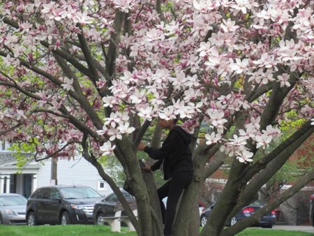 Young Lady Who Was Walking Home From School Quietly Experiencing The Magnolia Bloom From Inside