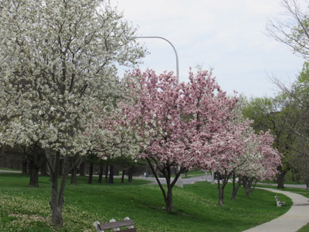 Magnolias Seen From The Walkway