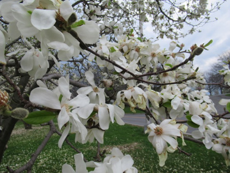 I Think This Is Called Magnolia Virginiana, already playing out.