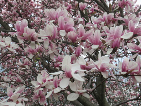 Pretty Certain This Is Magnolia Soulangeana