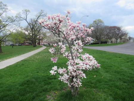 Newly Planted Magnolia